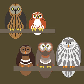 Owl Quintet, Everyday Single Card