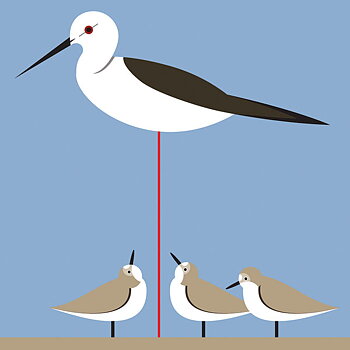 Stilt & Stint, Everyday Single Card