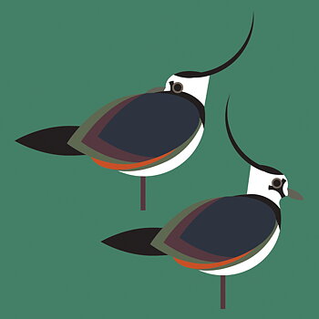 Lapwings, Everyday Single Card