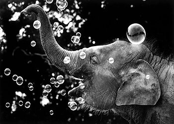 Bella blowing ballons,1970, Greeting Card