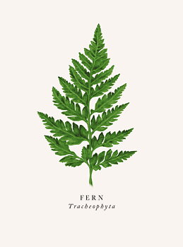 Fern