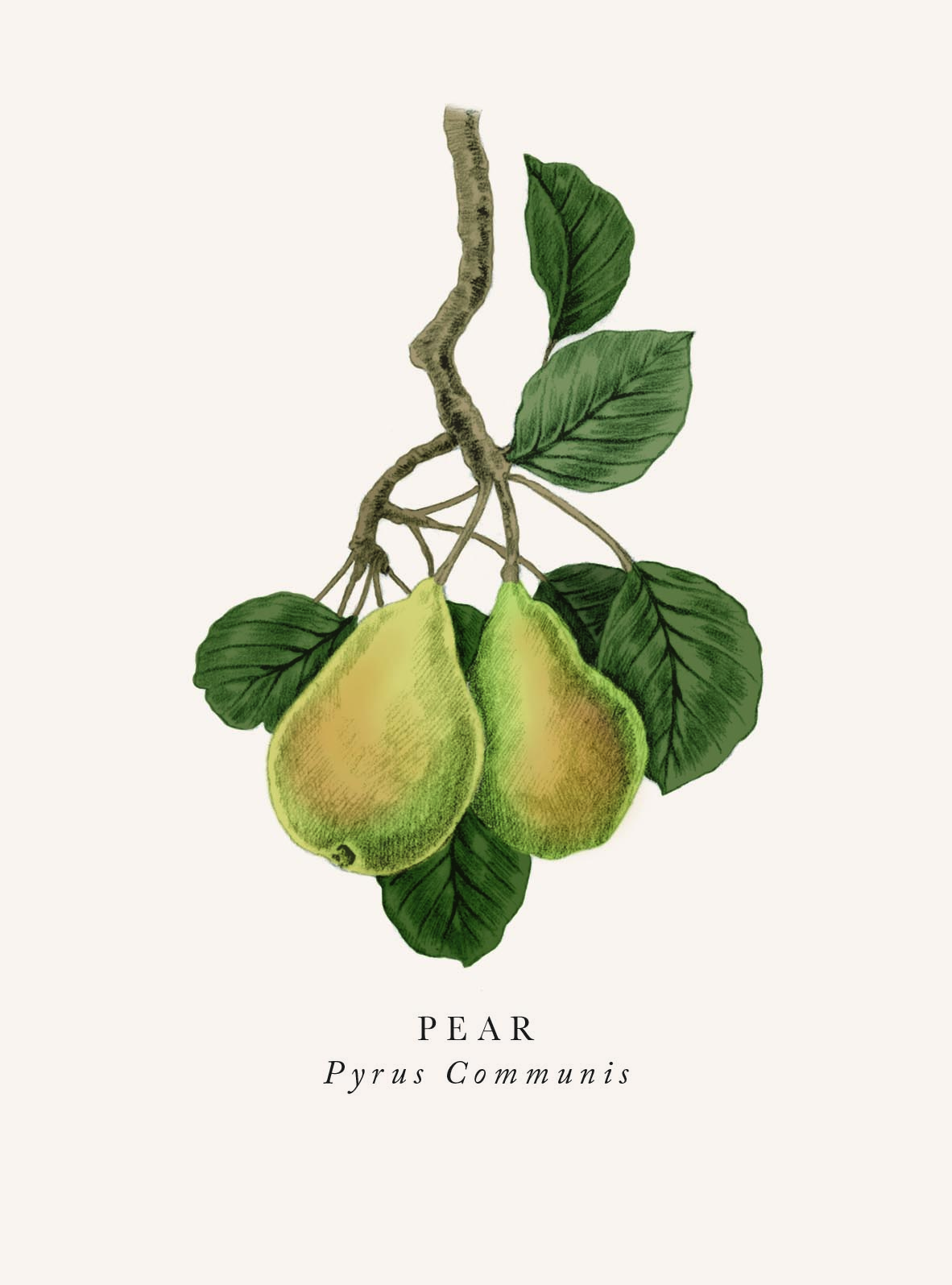 Pear