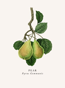 Pear