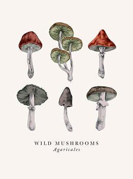 Wild Mushrooms Multiple
