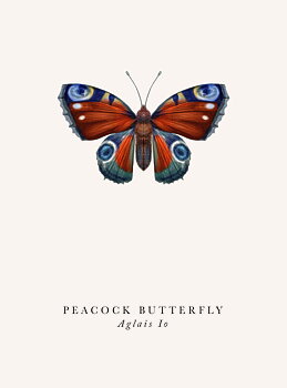 Peacock Butterfly