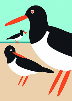 Oyster Catcher 7X5
