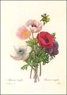 Redouté/Anemone Simplex (1835), Postcard