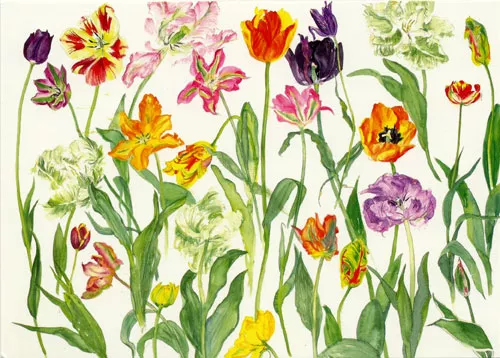 Tulips, Greeting Card