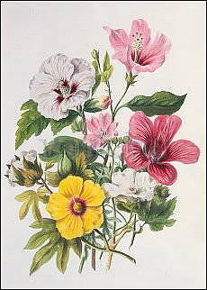 Mallow Plants (1849), Postcard