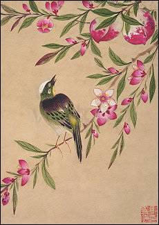 Bird and Fruit, Postcard