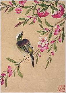 Bird and Fruit, Postcard