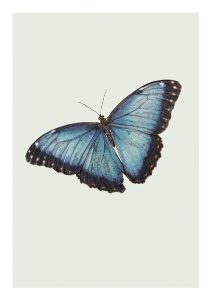 Butterfly, Everyday Single Card