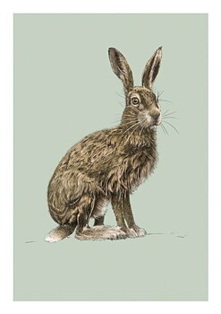 Hare, Everyday Single Card