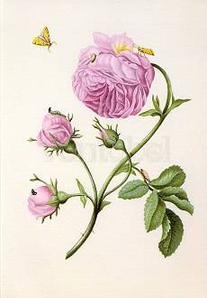 Bush Rose with Moth, Larva and Chrysalis (c. 1679), Greeting Card