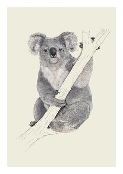 Koala, Everyday Single Card