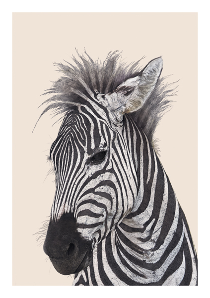 Zebra, Everyday Single Card