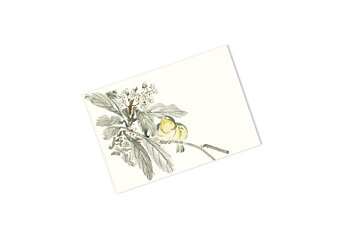 Japanese Art, C6 Envelopes