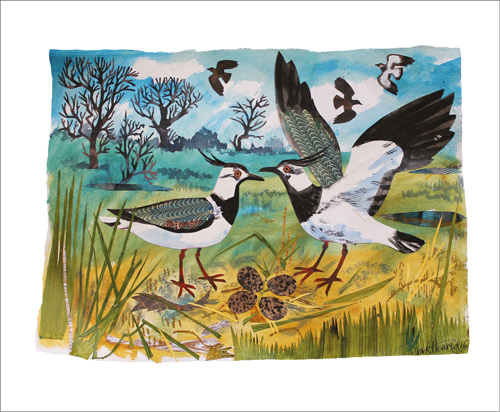 NC M.Hearld/Lapwings Nest