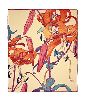NC M.Royds/Tiger Lilies