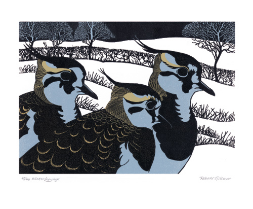 NC R.Gilmore/Winter Lapwings