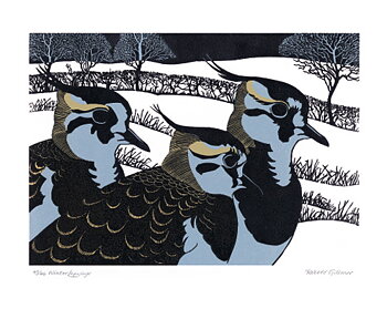 NC R.Gilmore/Winter Lapwings