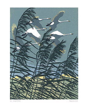 NC R.Gillmor/Whooper Swans