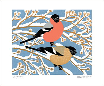 NC R.Gillmor/Bullfinces