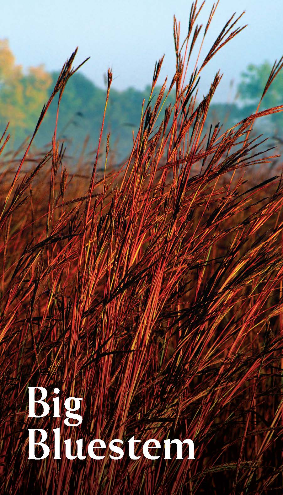 Pollinator Garden Planning Deck - 11