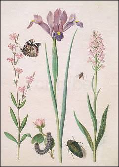 Catchfly with Admiral, small Rose with Inchworm, Iris, Monkey Orchid, Hoverfly and Jewel Beetle, Postcard
