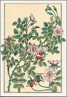 Wild Rose (1896), Greeting Card