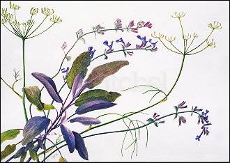 Sage, Fennel, Catmint, Postcard