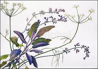 Sage, Fennel, Catmint, Postcard