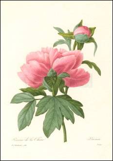 Peony/ Paeonia, Greeting Card