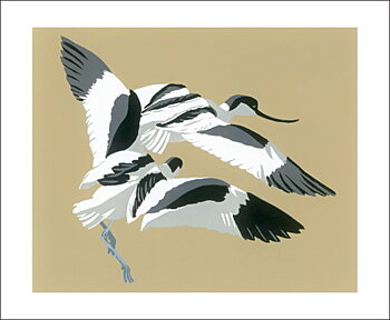 Avocets Chasing