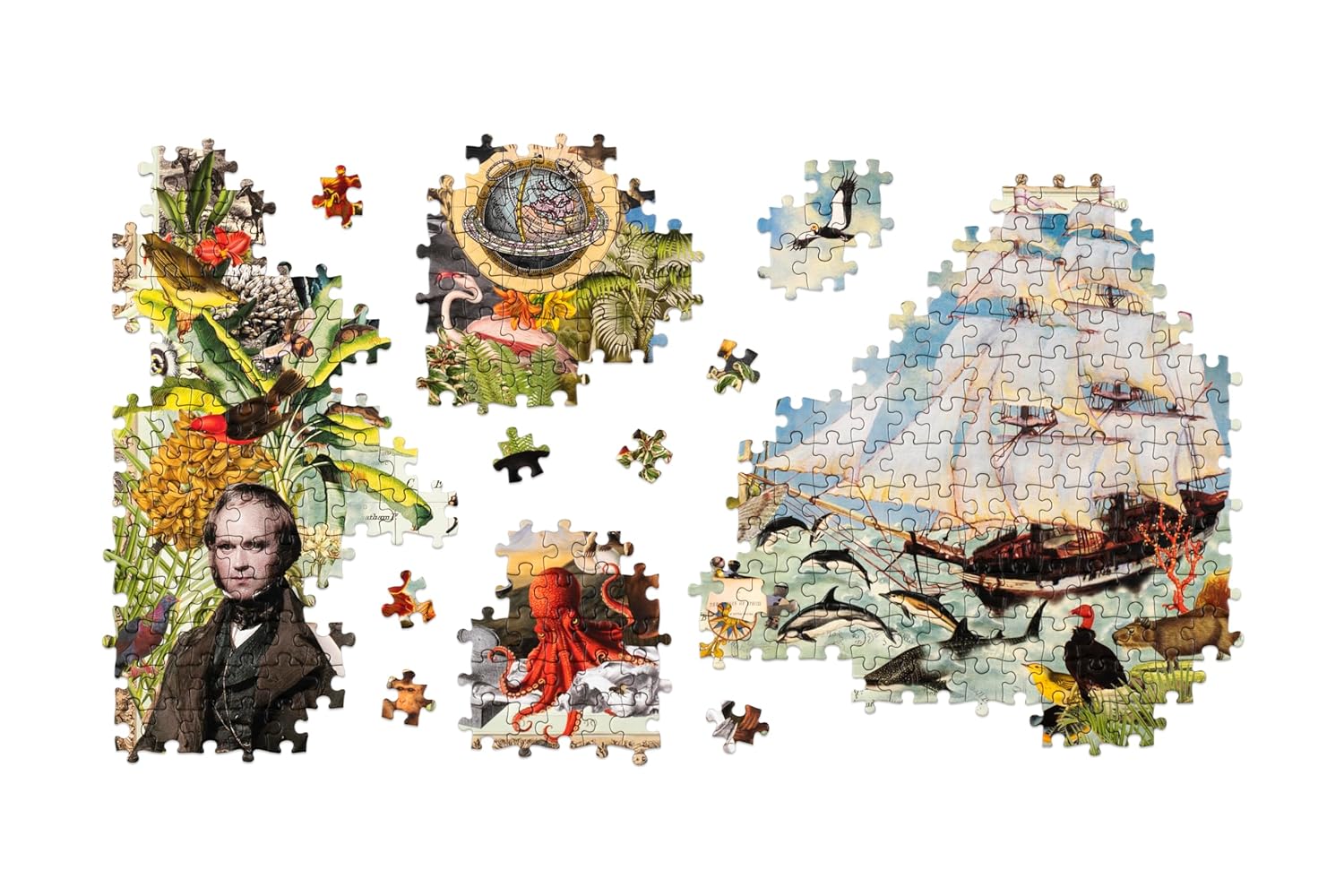 Charles Darwin's Voyage, 1000 Piece Puzzle - 4