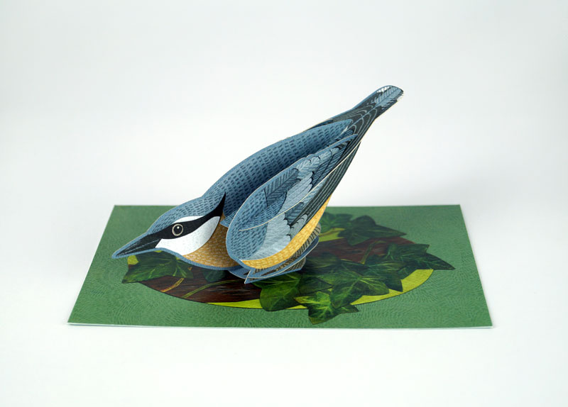 Pop-Out Nuthatch - 3