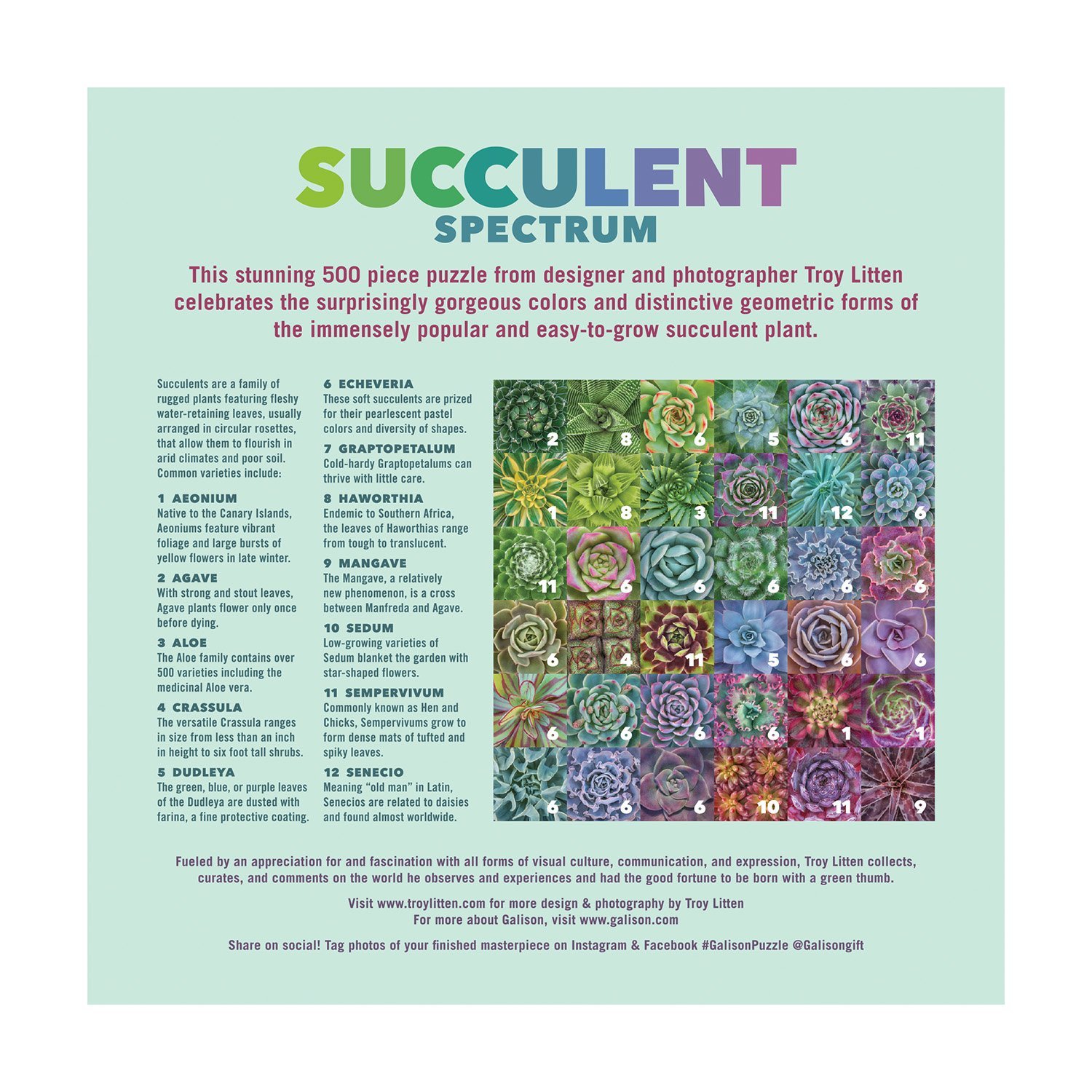 Succulent Spectrum, 500 piece family puzzle - 4