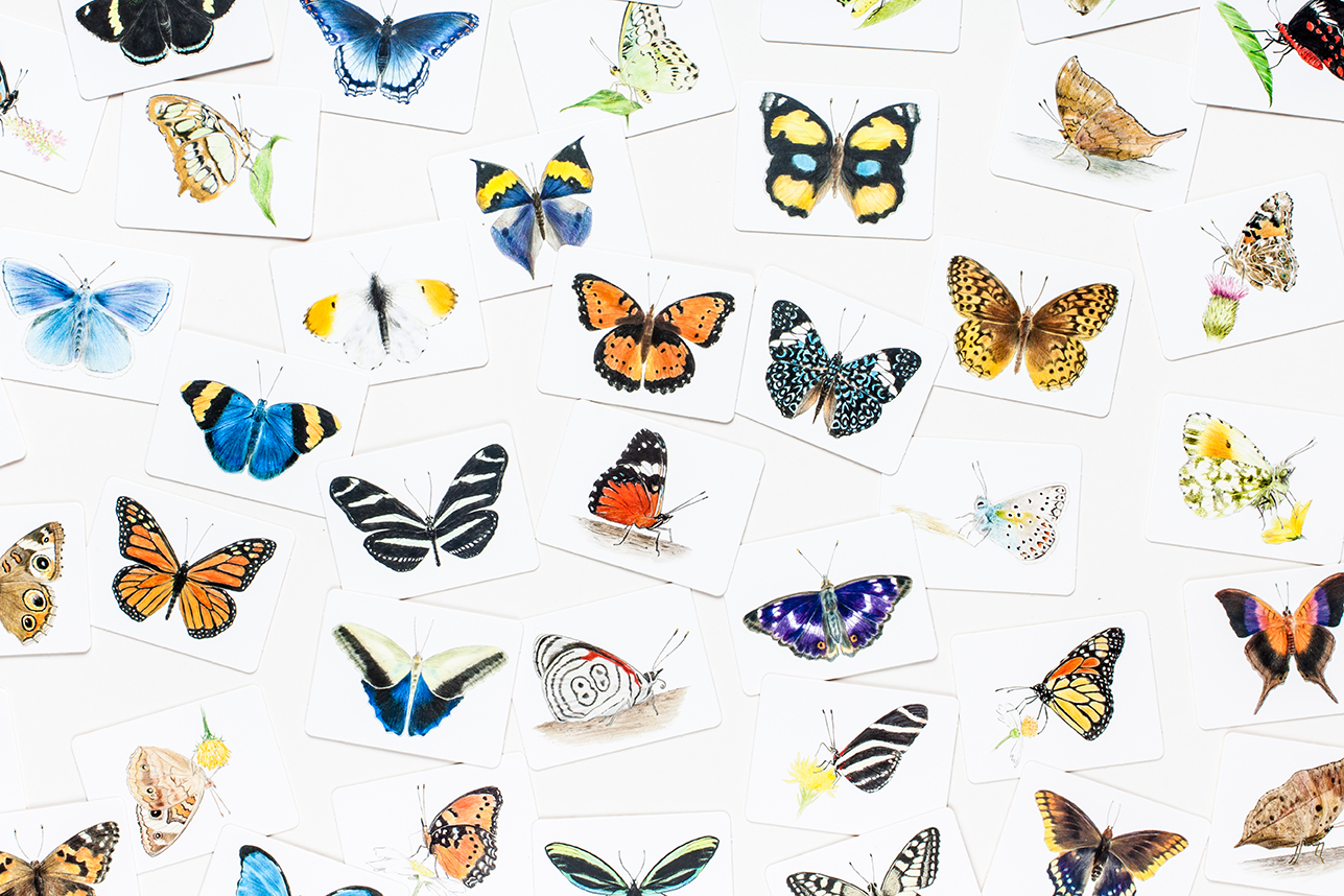 Butterfly Wings, A Matching Game - 3
