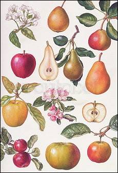 Apples and Pears, Greeting Card