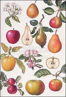 Apples and Pears, Greeting Card