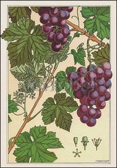 The Vine (1896), Greeting Card