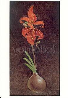 Amaryllis Formosissima (1808), Postcard