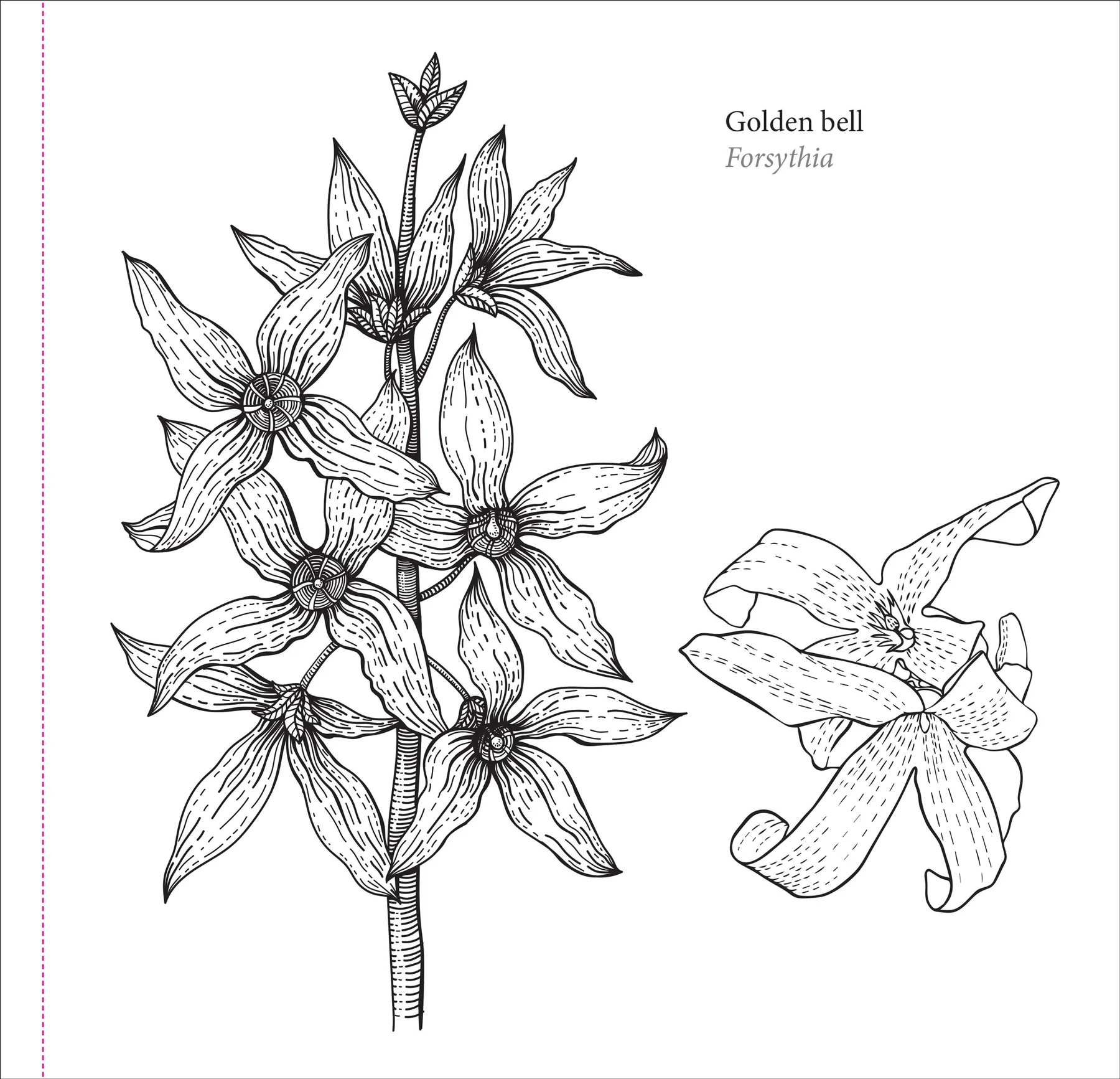 Spring Blooms Artist's Coloring Book - 6