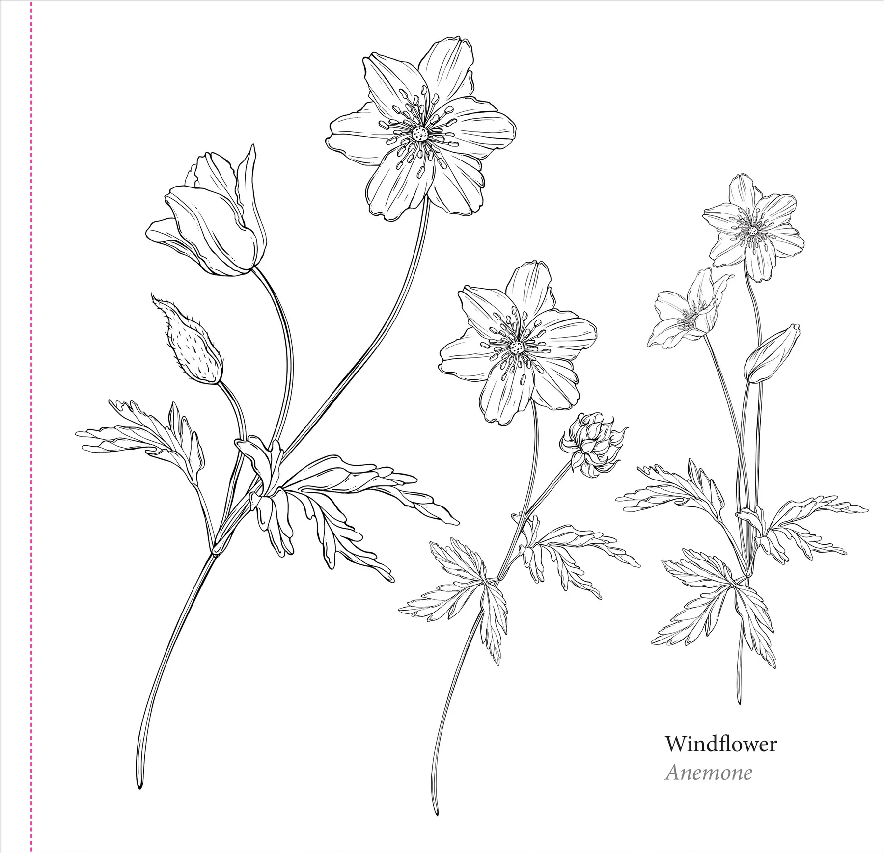 Spring Blooms Artist's Coloring Book - 4