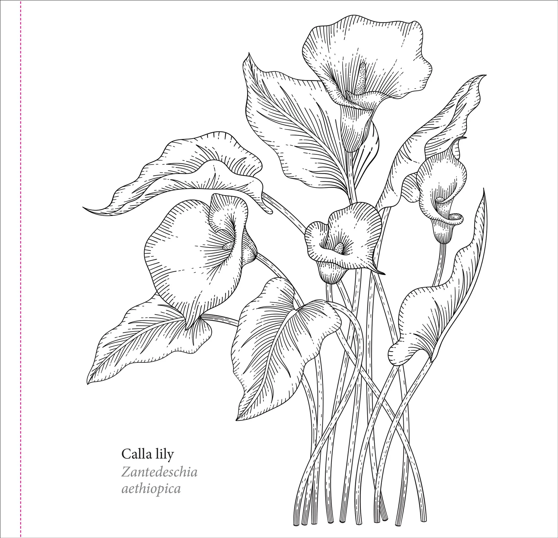 Spring Blooms Artist's Coloring Book - 5