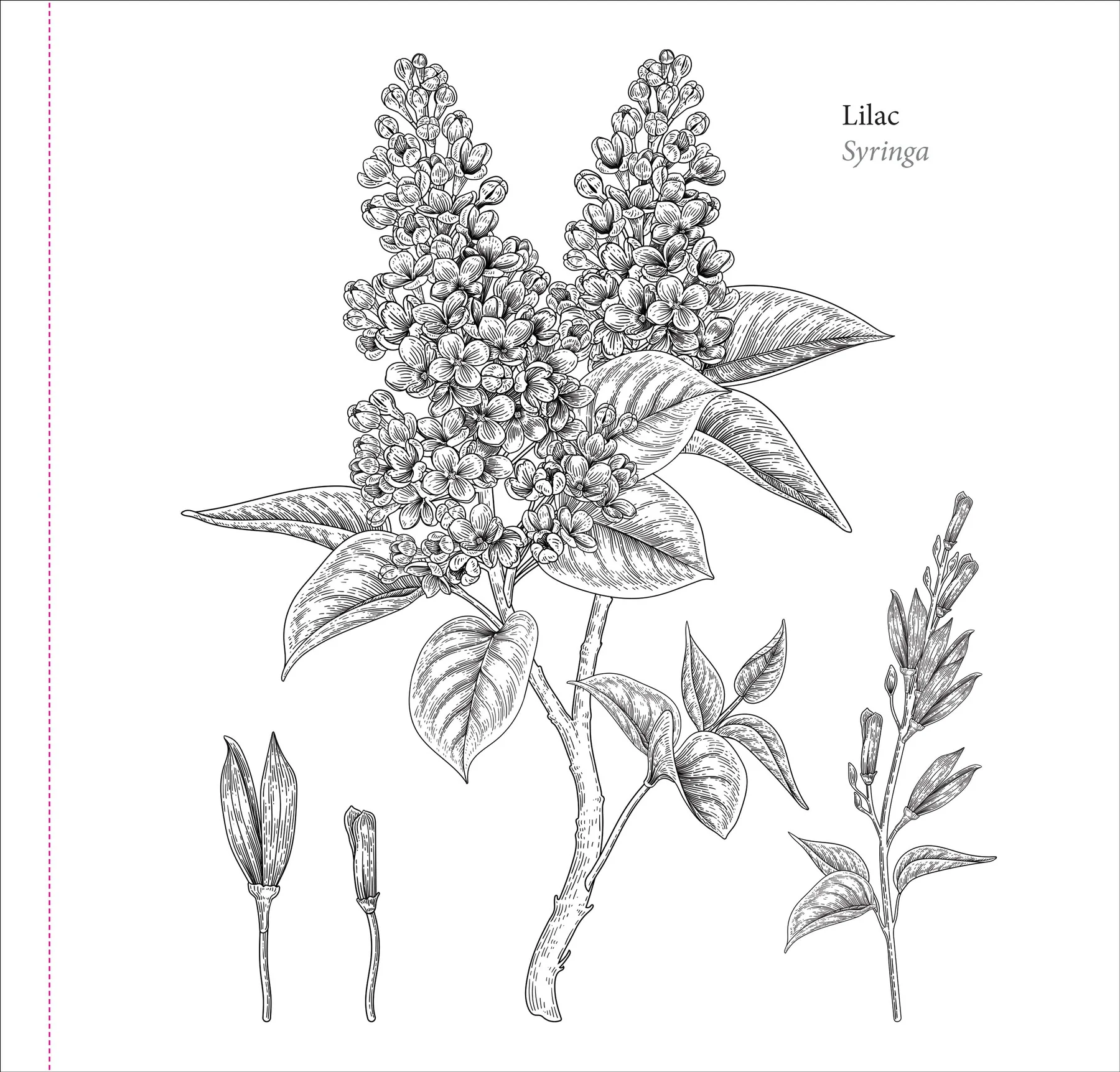 Spring Blooms Artist's Coloring Book - 7