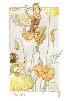 Fairy Land poppies, Minicard