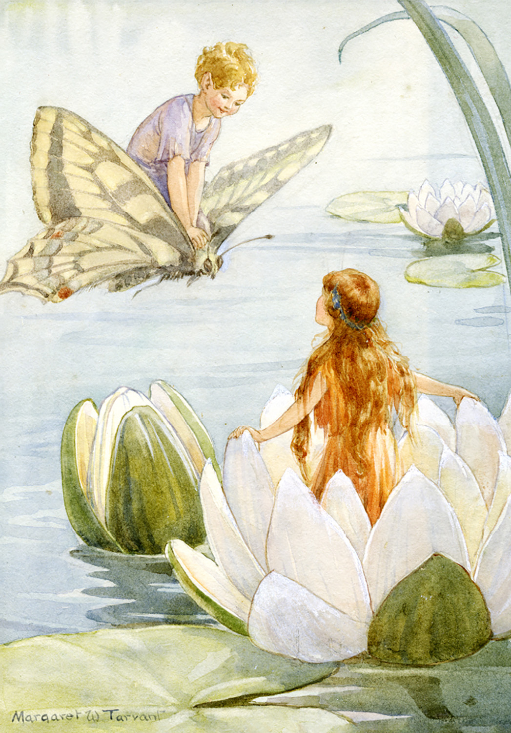 Fairy Land waterlily, Minicard