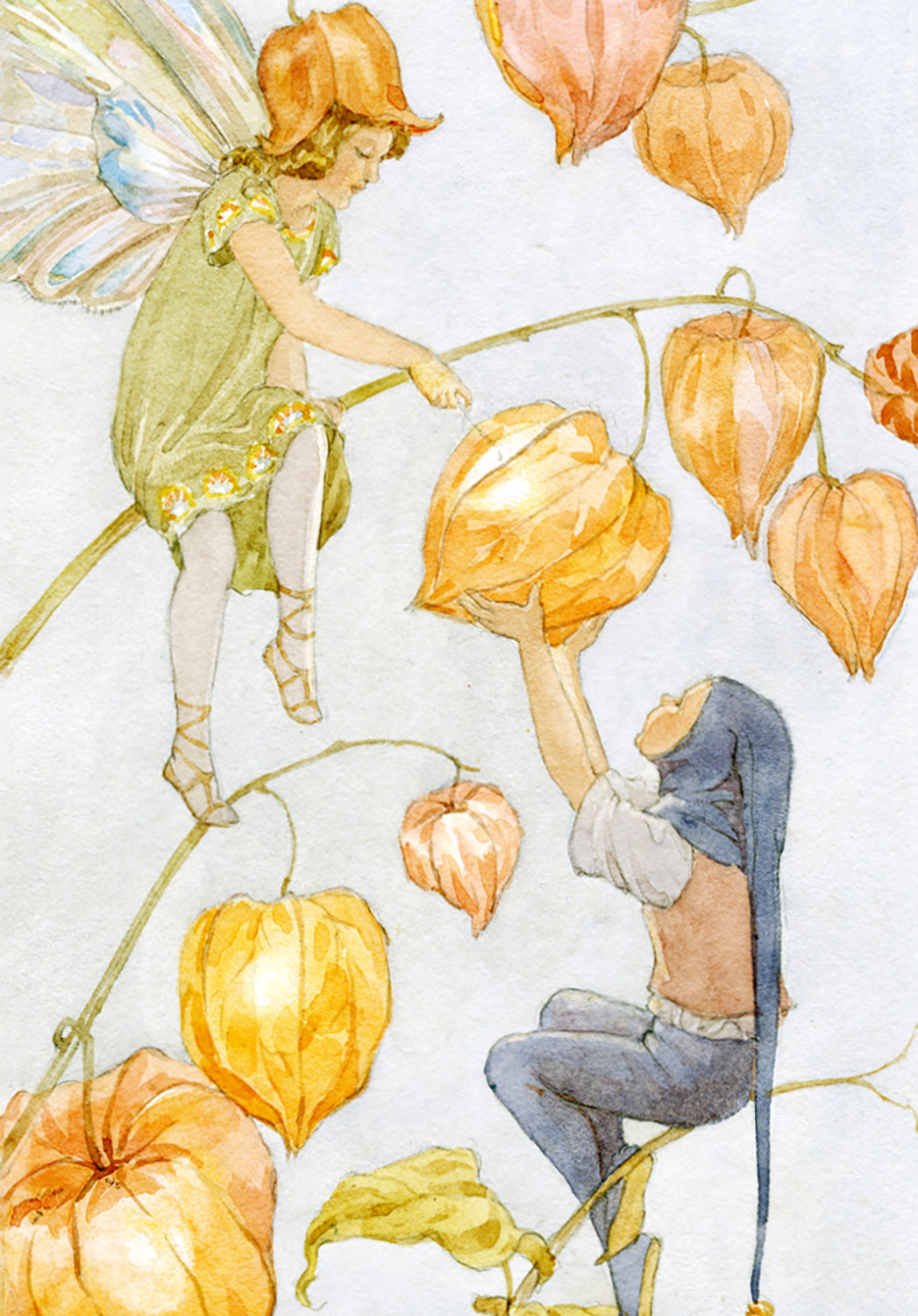 Fairy Land physalis, Minicard