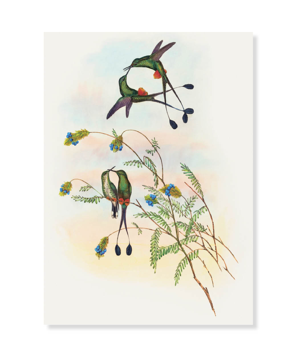 Racket-Tail, Greeting Card